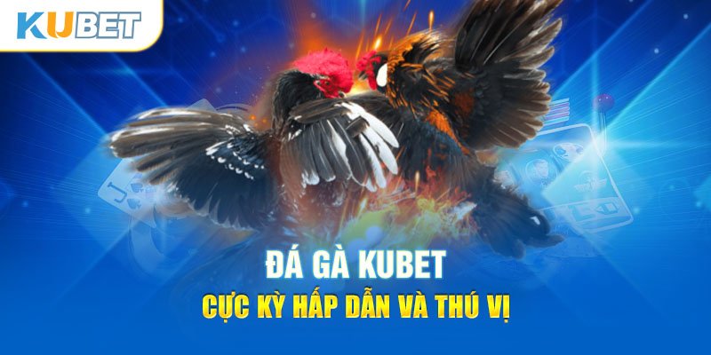 Đá gà online Kubet là gì?