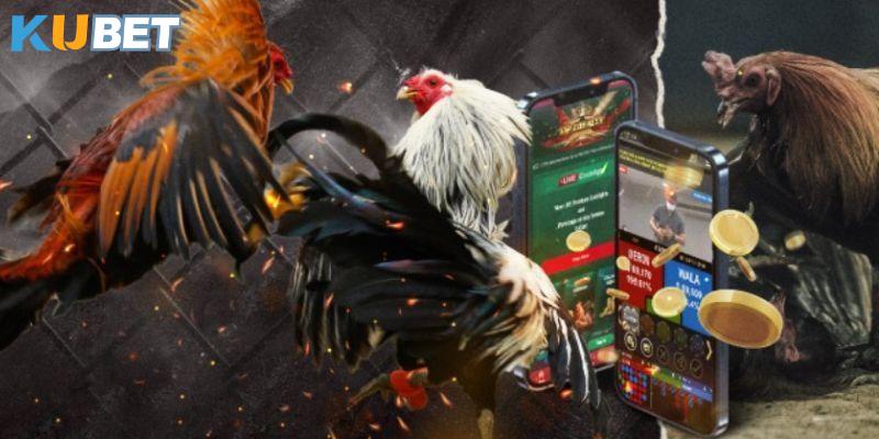 Chơi game đá gà online tại Kubet